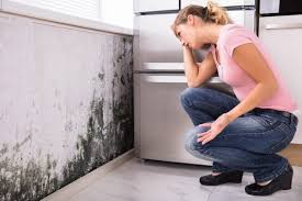 Why You Should Choose Our Mold Remediation Services in Norton, OH